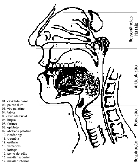 Aparelho fonador (a laringe e as cavidades supralaríngeas)